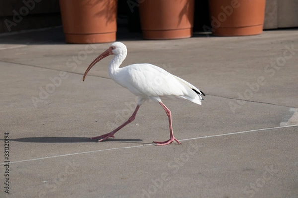 Obraz White bird walking - long beak