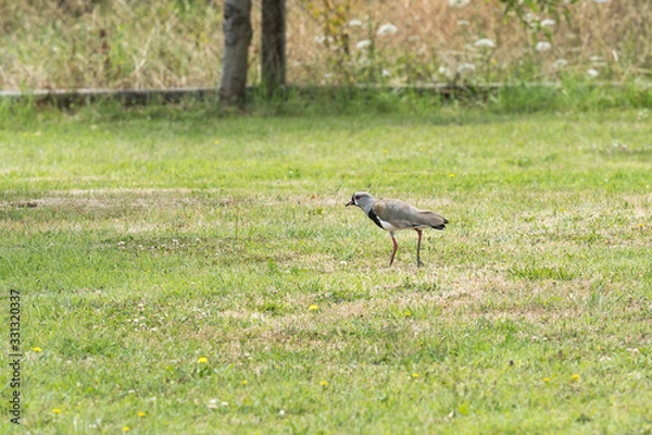Obraz A bird with red eyes, typical Chilean, called queltehue walking through the home garden