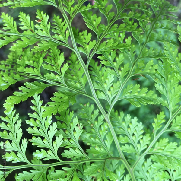 Fototapeta Fern pattern
