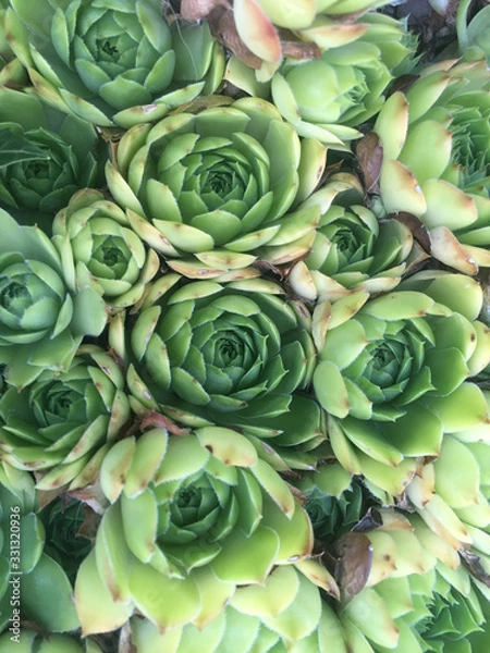 Fototapeta sempervivum closeup