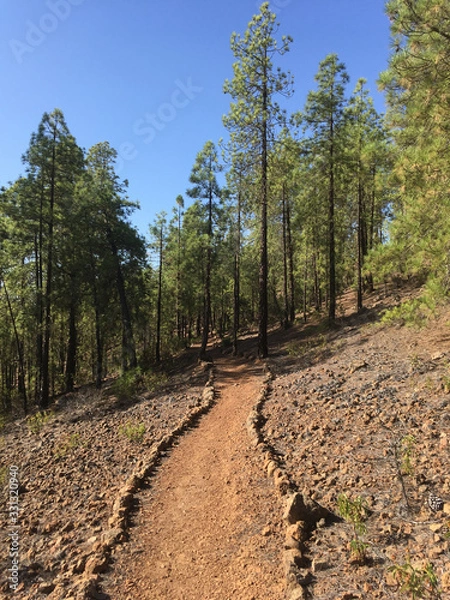 Fototapeta Earth footpath into a pine forest