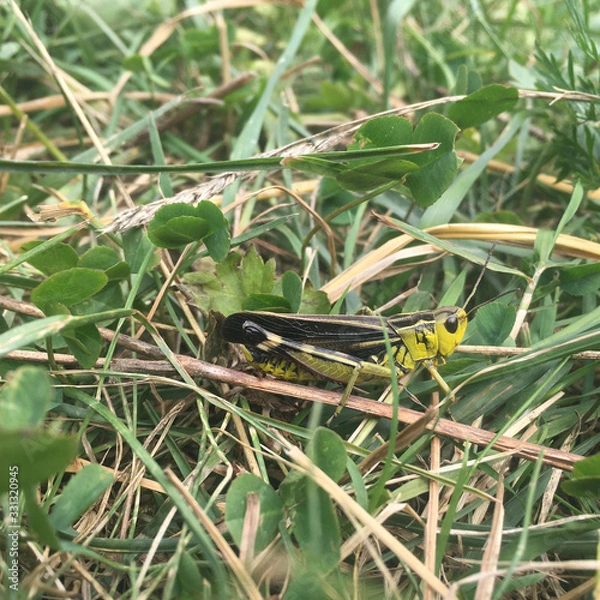 Fototapeta Yellow grasshopper on the grass