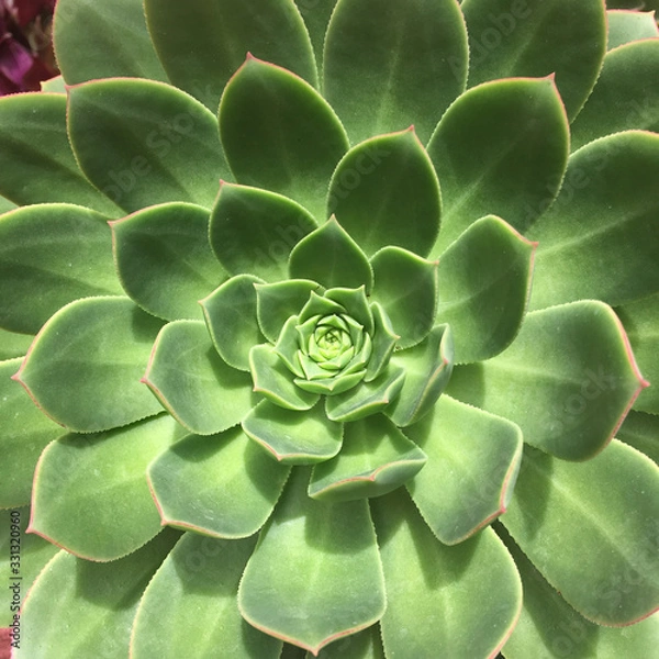 Fototapeta Bottom closeup of an aeonium