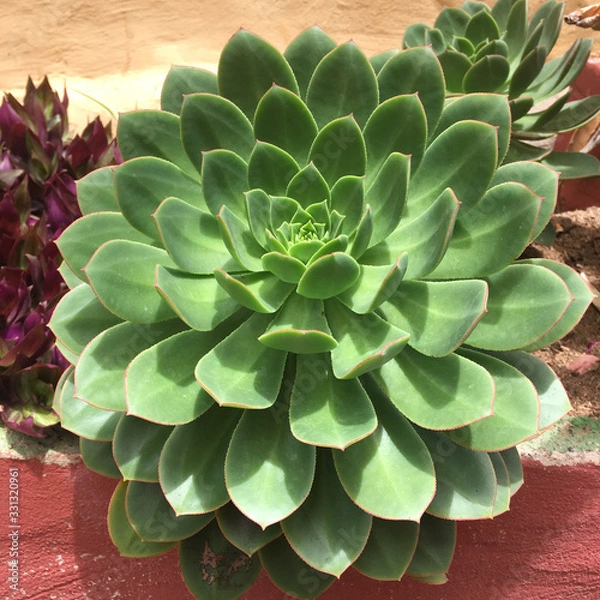 Fototapeta Aeonium
