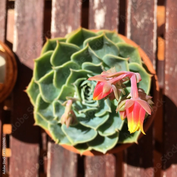 Fototapeta Upside view echeveria flowering