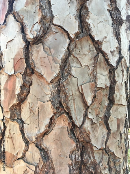 Fototapeta Pine trunk texture