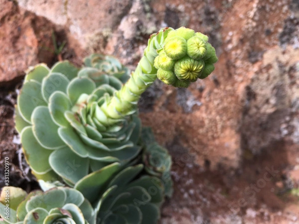 Fototapeta Aeonium with inflorescence