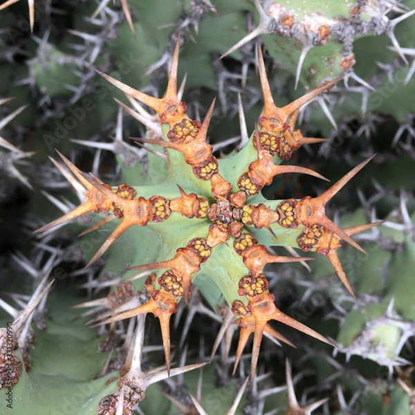 Fototapeta Cactus needles