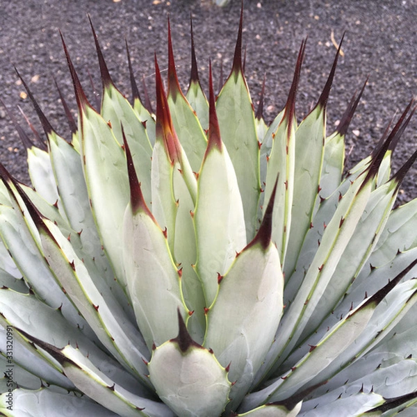 Fototapeta agave closeup