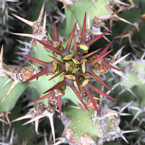 Fototapeta Cactus needles