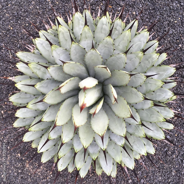 Fototapeta Agave upside view