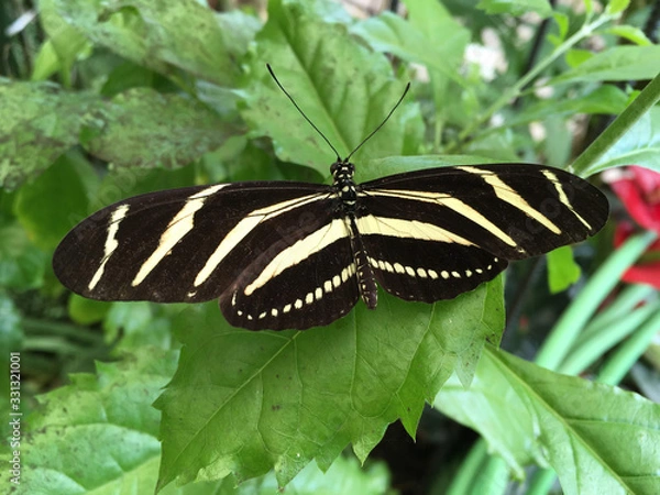 Fototapeta yellow and black butterfly on a leaf