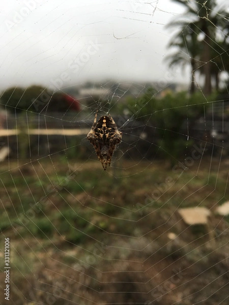 Fototapeta yellow dotted spider on the web