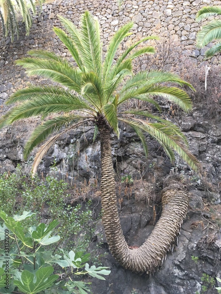 Fototapeta Curved canarian palm