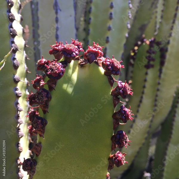 Fototapeta Euphorbia canariensis flowered