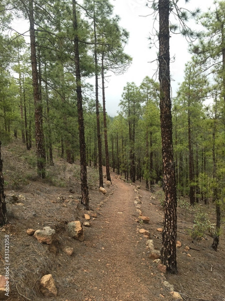 Fototapeta Footpath in pinus forest