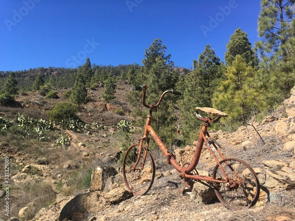 Fototapeta Rusty bicycle in a pine forest