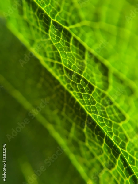 Obraz Green leaf closeup macro