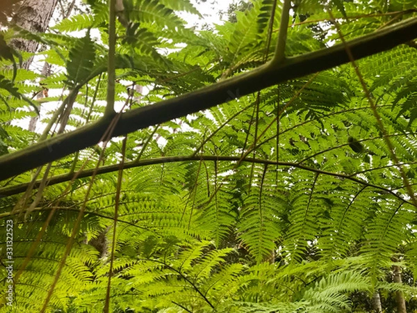 Obraz green palm tree