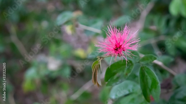 Obraz small Pink flower green background