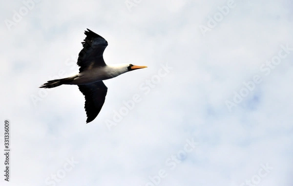Fototapeta Seabird Masked Booby (Sula dactylatra) flying on the white, cloudy sky background. 