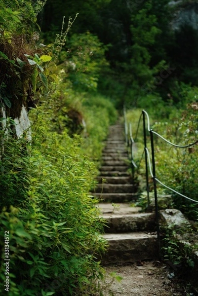 Fototapeta path in forest