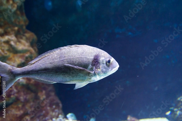 Fototapeta Israel Aquarium in Jerusalem