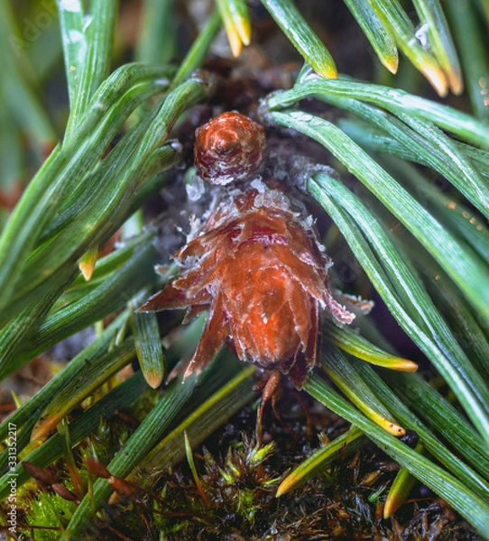 Obraz pine branches in spring forest