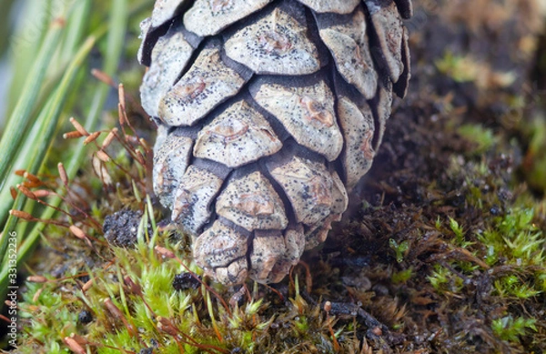 Obraz pine cones on moss in spring
