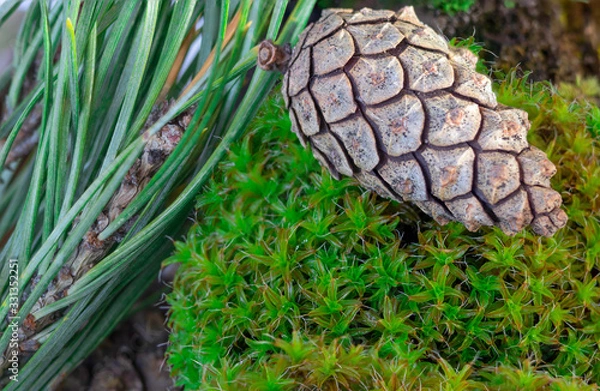 Fototapeta pine cone on the grass