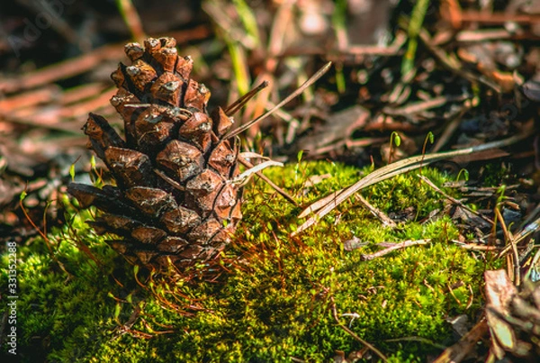 Fototapeta pine cone and moss macro