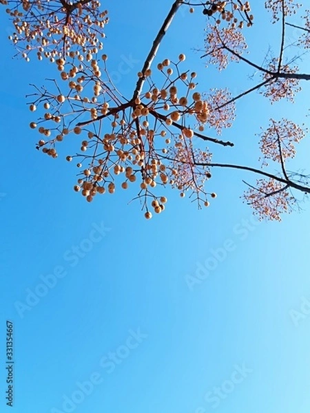 Fototapeta branches of tree with blue sky in background