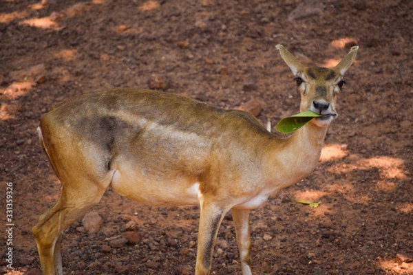 Obraz Forest deer eating