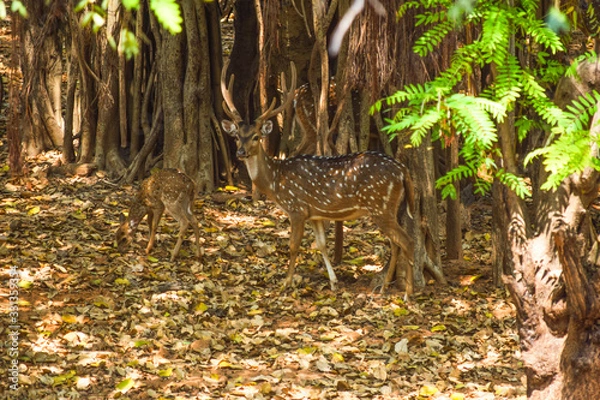 Obraz deer in the forest