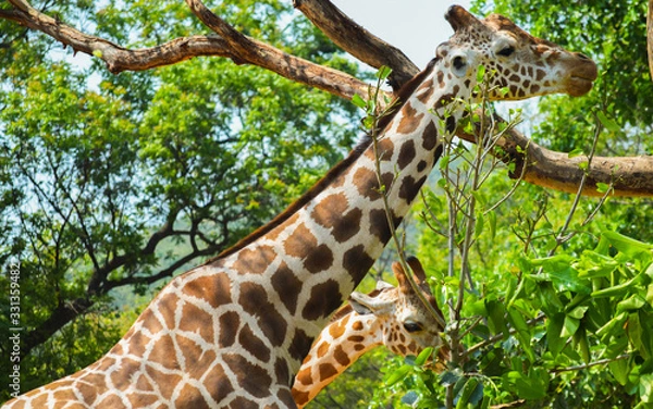 Obraz pair of giraffe