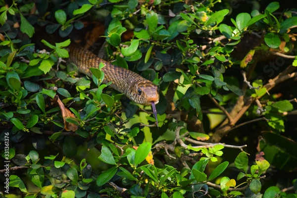 Obraz snake in the bushes