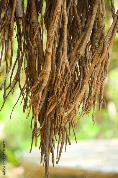 Obraz BANYAN TREE STEMS
