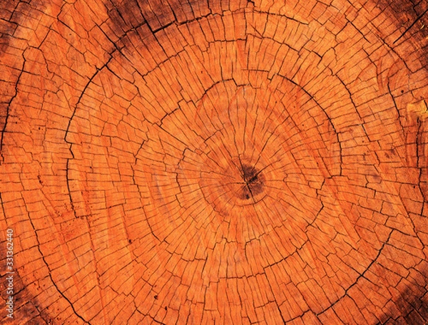 Fototapeta rings on a tree