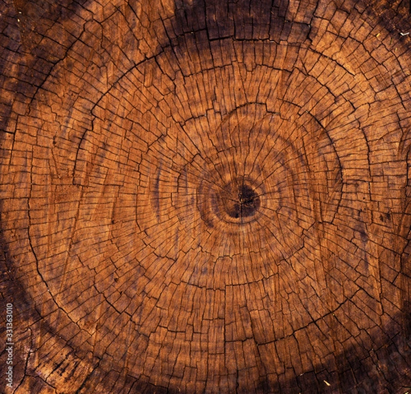 Fototapeta cross section of tree trunk