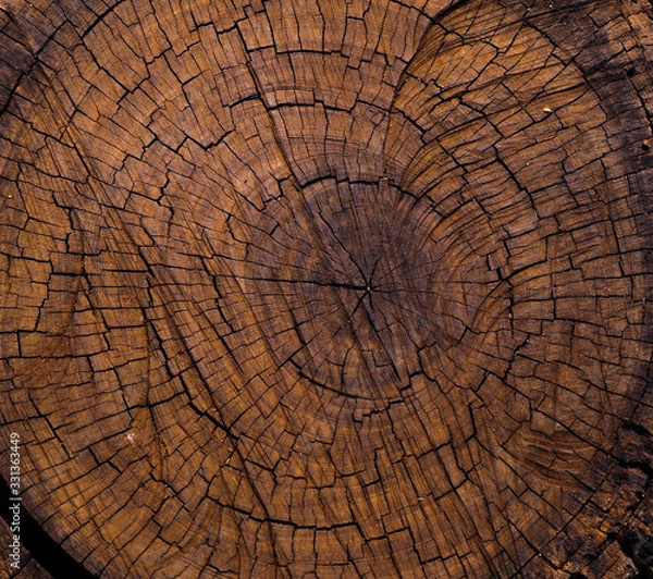 Fototapeta trunk of a tree