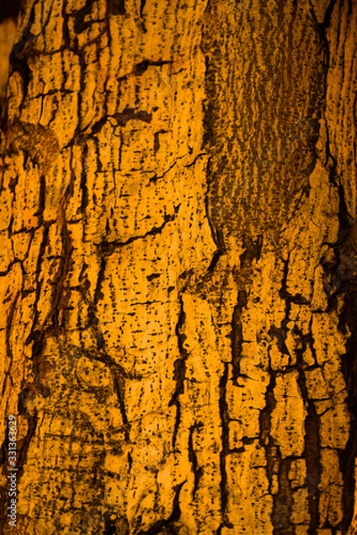 Fototapeta texture of bark of a tree