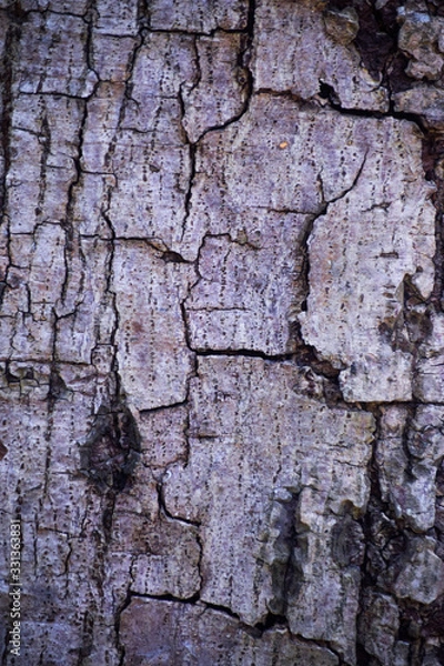 Obraz old wood texture