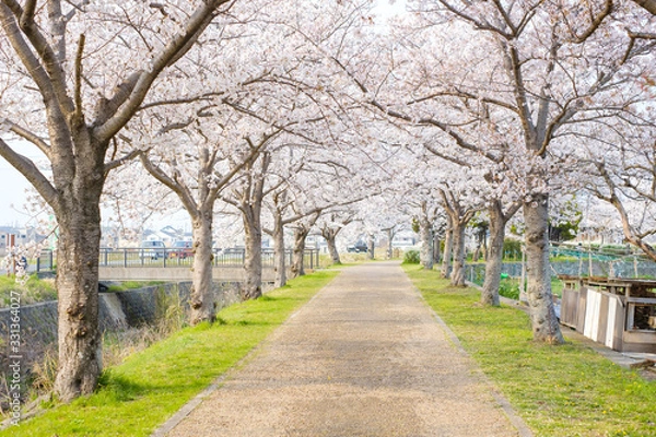 Fototapeta 桜並木　田舎　農村　春爛漫　木津川市