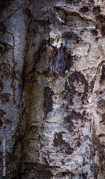 Obraz old wood texture