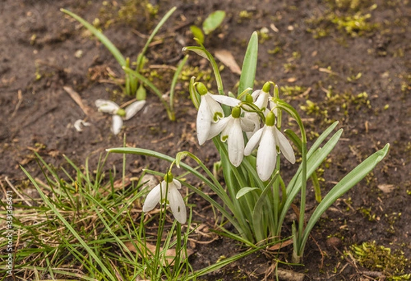 Obraz Bloom  white Galanthus (snowdrops)   in spring day