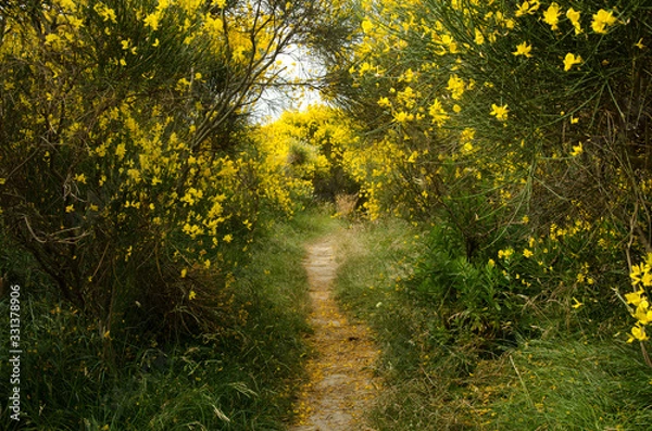 Fototapeta Small hiking path framed by flowers