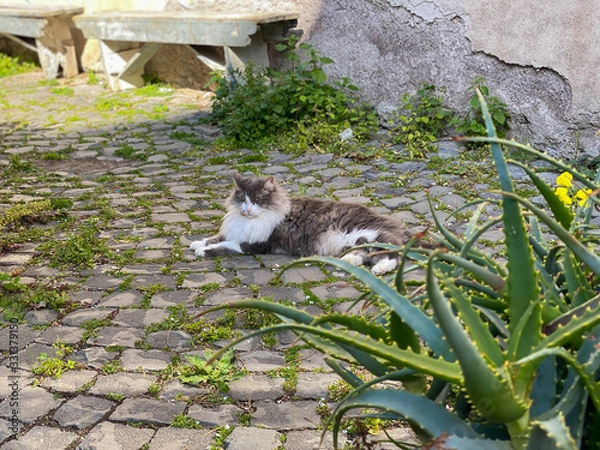 Fototapeta Cat relaxing in the streets
