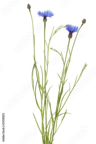 Obraz cornflower
