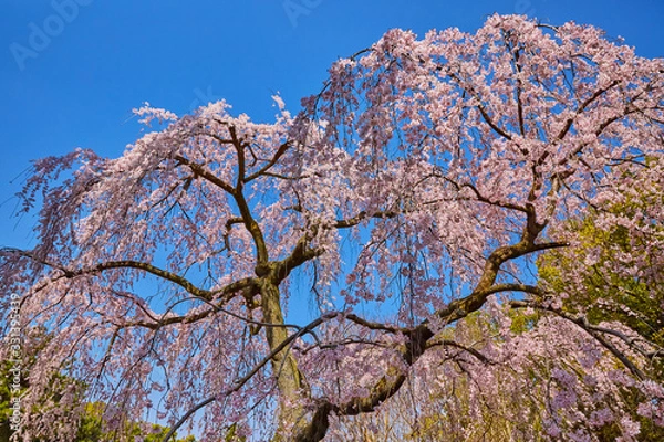 Obraz 枝垂れ桜６