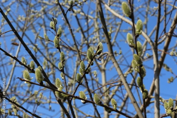 Fototapeta  Fluffy cat-like flowers bloomed on a willow tree in early spring